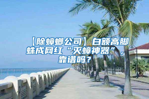 【除蟑螂公司】白額高腳蛛成網(wǎng)紅“滅蟑神器”，靠譜嗎？