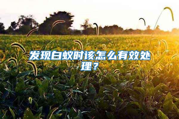 發現白蟻時該怎么有效處理？