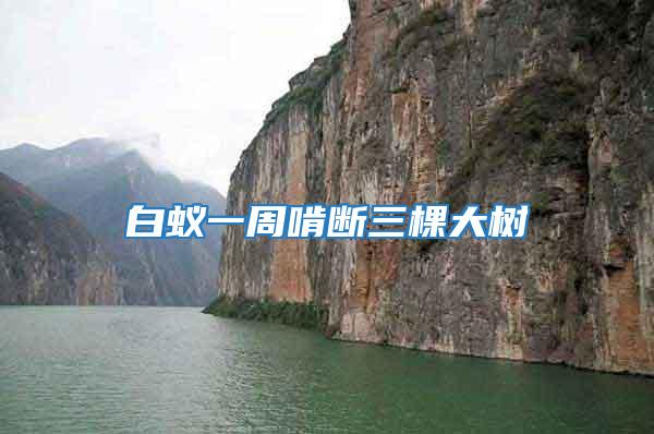 白蟻一周啃斷三棵大樹