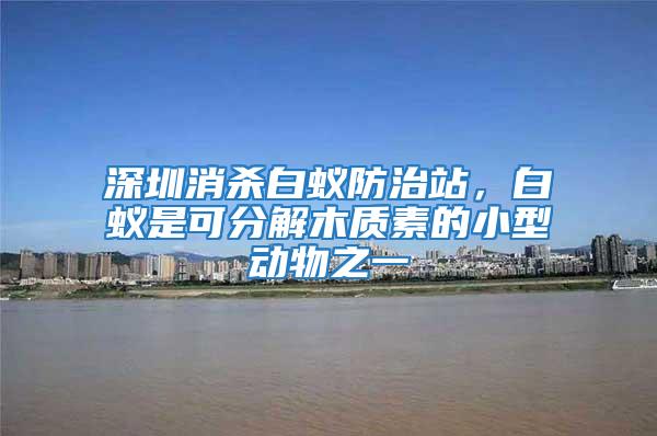 深圳消殺白蟻防治站，白蟻是可分解木質素的小型動物之一