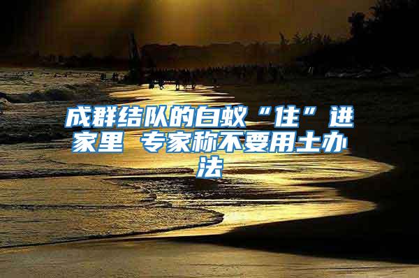 成群結隊的白蟻“住”進家里 專家稱不要用土辦法