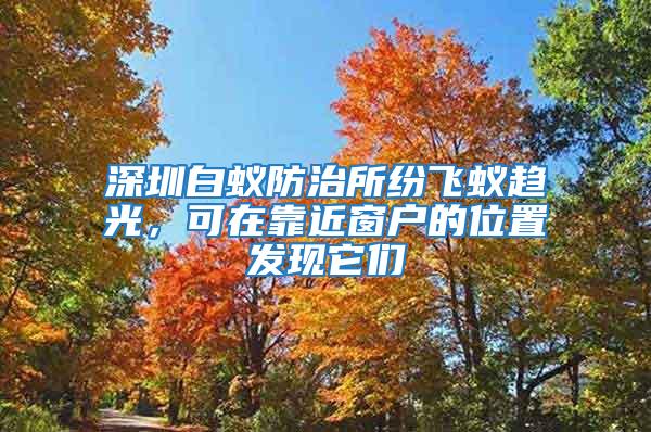 深圳白蟻防治所紛飛蟻趨光，可在靠近窗戶的位置發現它們
