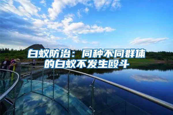 白蟻防治：同種不同群體的白蟻不發生毆斗