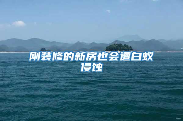 剛裝修的新房也會遭白蟻侵蝕