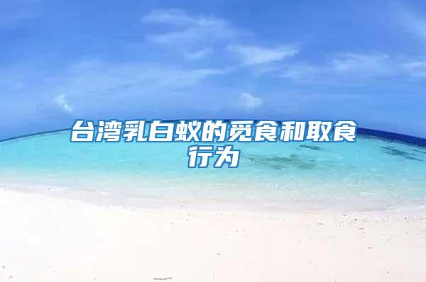 臺灣乳白蟻的覓食和取食行為