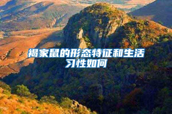 褐家鼠的形態特征和生活習性如何