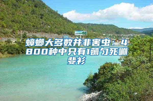 蟑螂大多數并非害蟲：4800種中只有1薅勻死嘣斐衫