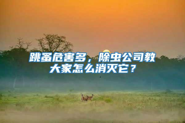 跳蚤危害多，除蟲公司教大家怎么消滅它？