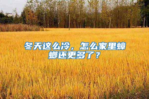 冬天這么冷，怎么家里蟑螂還更多了？
