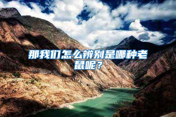 那我們怎么辨別是哪種老鼠呢？