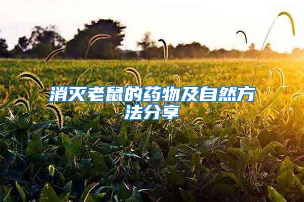 消滅老鼠的藥物及自然方法分享