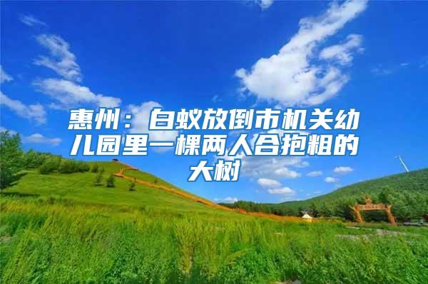 惠州：白蟻放倒市機(jī)關(guān)幼兒園里一棵兩人合抱粗的大樹