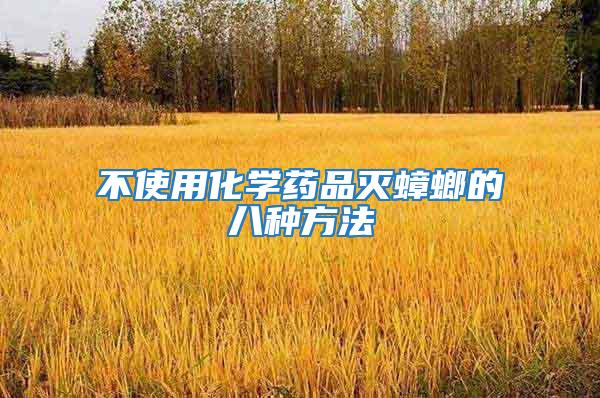 不使用化學藥品滅蟑螂的八種方法