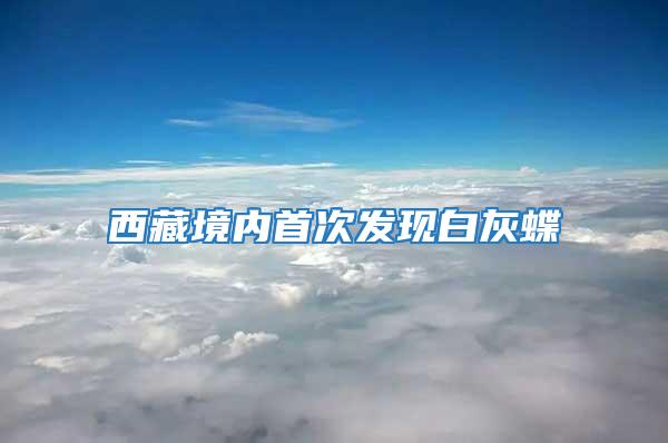 西藏境內首次發現白灰蝶