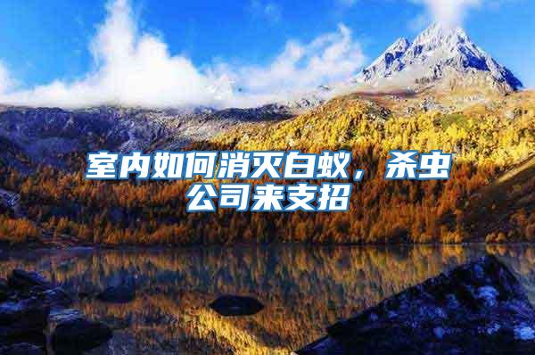 室內如何消滅白蟻，殺蟲公司來支招