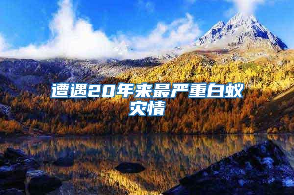 遭遇20年來最嚴重白蟻災情