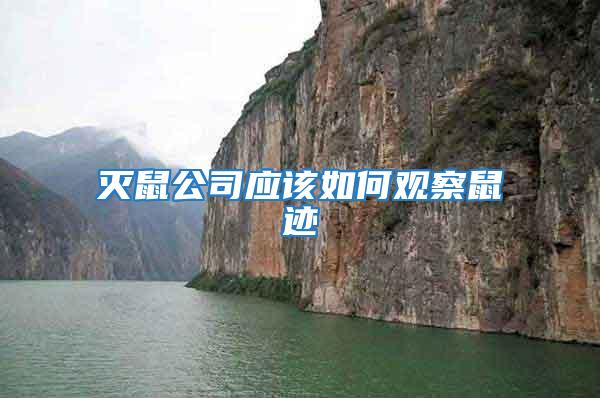 滅鼠公司應該如何觀察鼠跡
