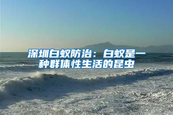 深圳白蟻防治：白蟻是一種群體性生活的昆蟲