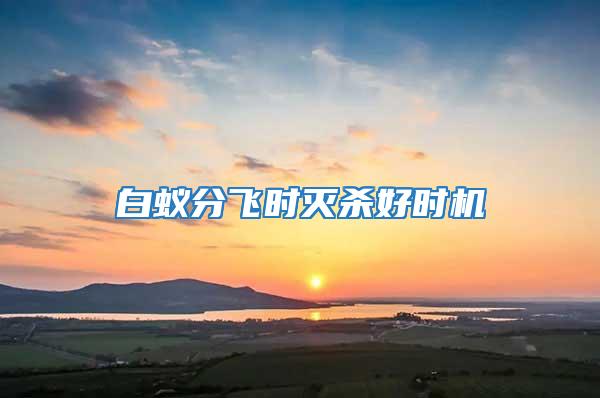 白蟻分飛時滅殺好時機
