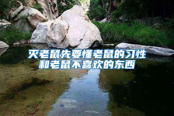滅老鼠先要懂老鼠的習性和老鼠不喜歡的東西