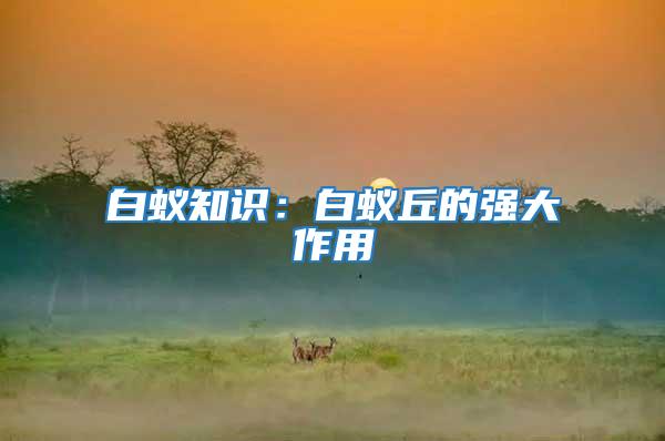 白蟻知識(shí)：白蟻丘的強(qiáng)大作用