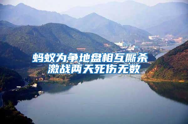 螞蟻為爭地盤相互廝殺 激戰(zhàn)兩天死傷無數(shù)
