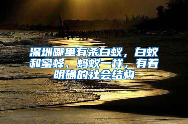 深圳哪里有殺白蟻，白蟻和蜜蜂、螞蟻一樣，有著明確的社會(huì)結(jié)構(gòu)