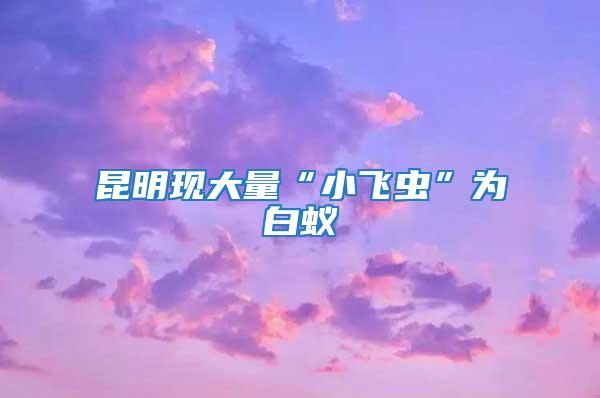 昆明現大量“小飛蟲”為白蟻