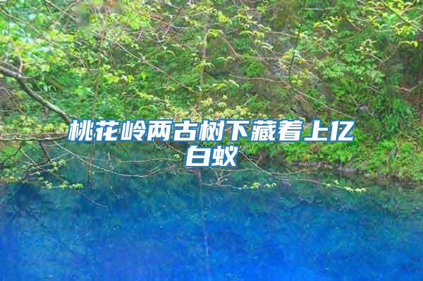 桃花嶺兩古樹(shù)下藏著上億白蟻
