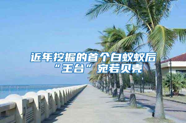 近年挖掘的首個(gè)白蟻蟻后“王臺(tái)”宛若貝殼