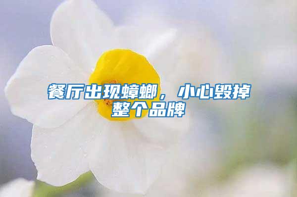 餐廳出現(xiàn)蟑螂，小心毀掉整個品牌