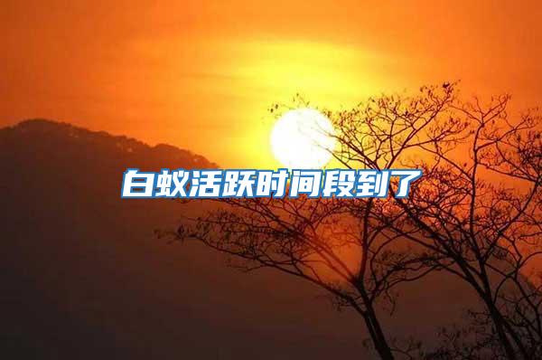 白蟻活躍時(shí)間段到了