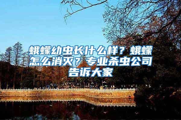 蛾蠓幼蟲長什么樣？蛾蠓怎么消滅？專業殺蟲公司告訴大家
