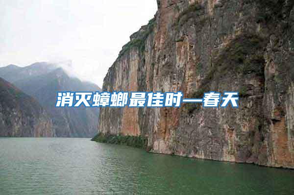 消滅蟑螂最佳時—春天