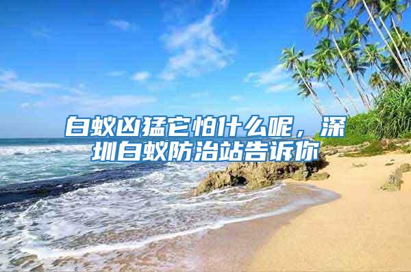 白蟻兇猛它怕什么呢，深圳白蟻防治站告訴你