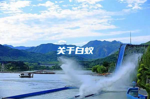 關于白蟻