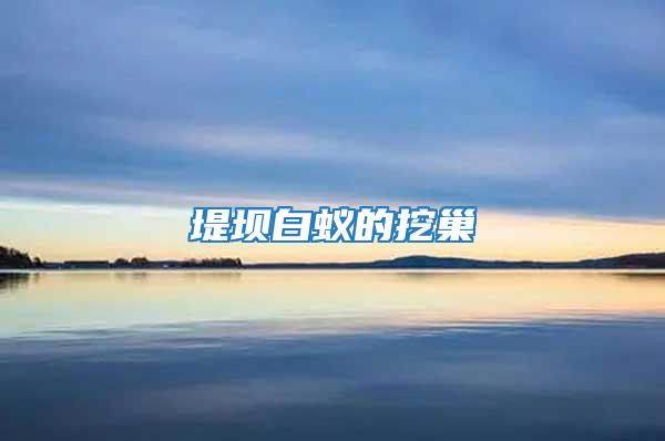 堤壩白蟻的挖巢