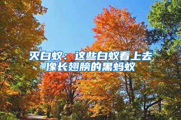 滅白蟻：這些白蟻看上去像長(zhǎng)翅膀的黑螞蟻