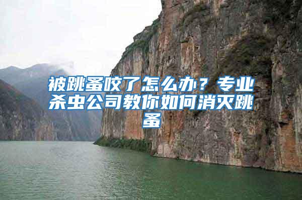 被跳蚤咬了怎么辦？專業殺蟲公司教你如何消滅跳蚤