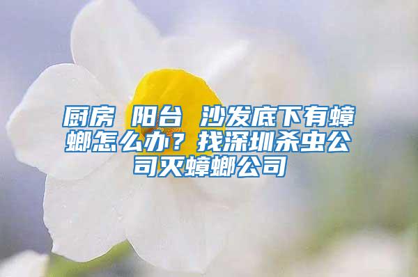 廚房 陽(yáng)臺(tái) 沙發(fā)底下有蟑螂怎么辦？找深圳殺蟲公司滅蟑螂公司
