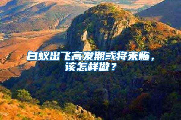白蟻出飛高發期或將來臨，該怎樣做？