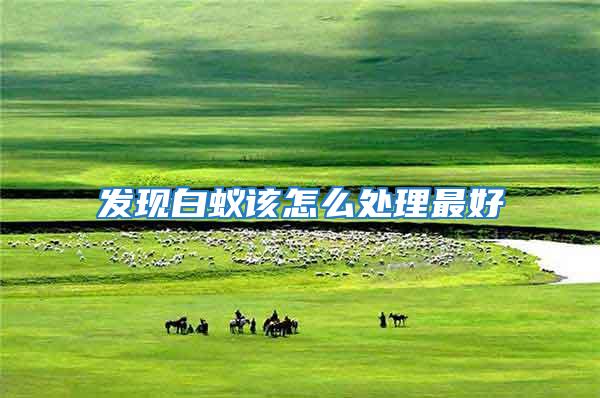 發現白蟻該怎么處理最好