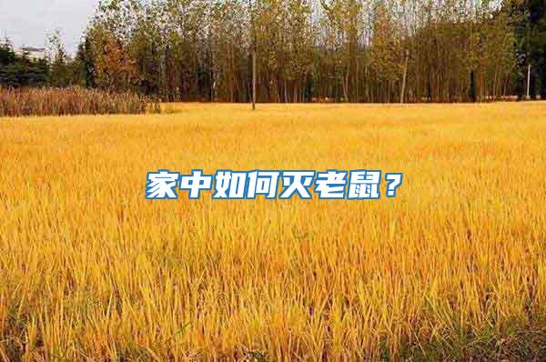 家中如何滅老鼠？