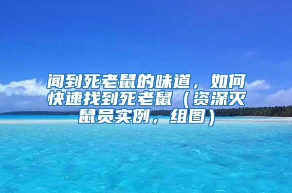 聞到死老鼠的味道，如何快速找到死老鼠（資深滅鼠員實(shí)例，組圖）