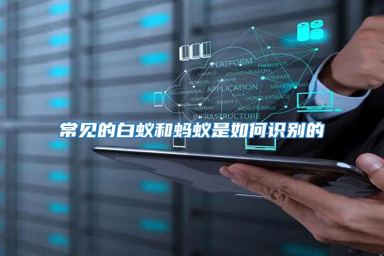 常見的白蟻和螞蟻是如何識別的