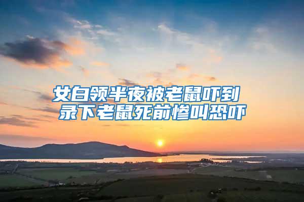 女白領半夜被老鼠嚇到 錄下老鼠死前慘叫恐嚇