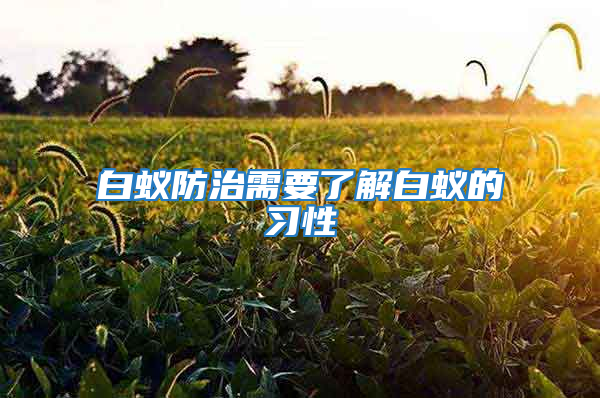 白蟻防治需要了解白蟻的習性
