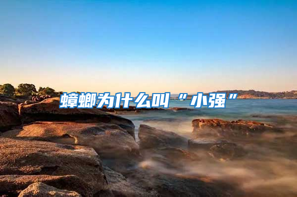 蟑螂為什么叫“小強”