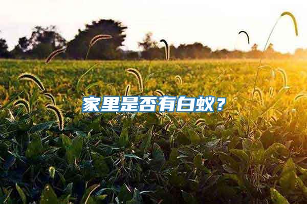 家里是否有白蟻？
