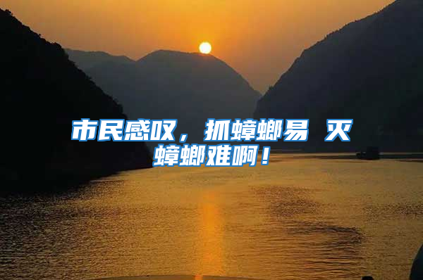 市民感嘆，抓蟑螂易 滅蟑螂難啊！